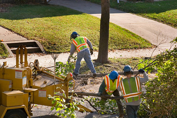 Best Leaf Removal  in Mayer, MN